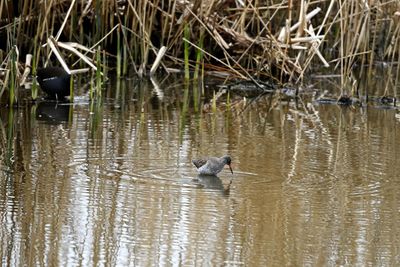 Ducks swimming in lake