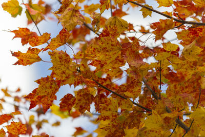 Close-up of yellow tree against sky during autumn