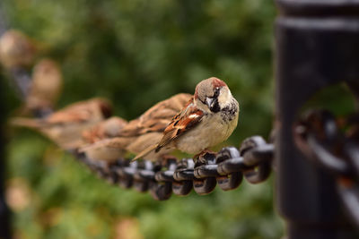 Close-up of bird perching on feeder