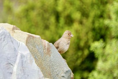 Close-up of bird perching on rock