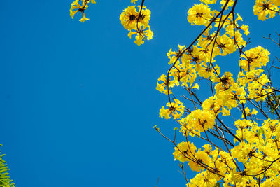 Low angle view of cherry blossom against blue sky