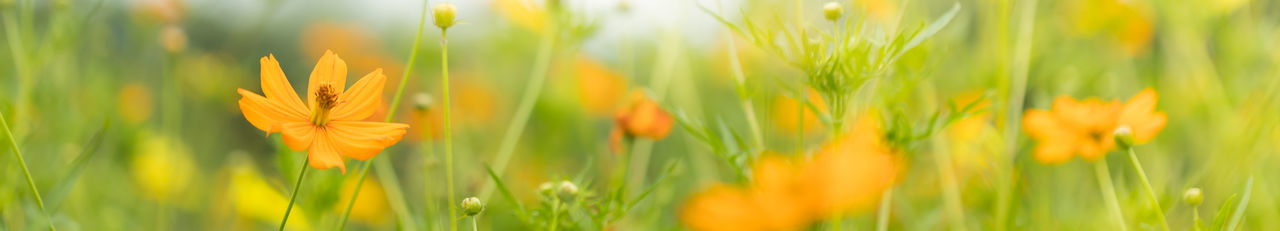 Close-up of yellow flowering plant on field