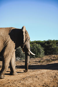 Elephant walking on dirt road against clear blue sky