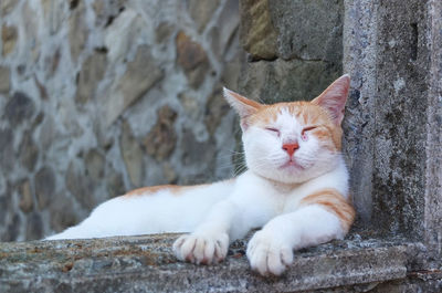 Portrait of cat resting on wall