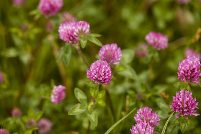 Close-up of pink flowering plants