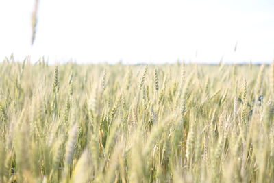 Wheat field against sky