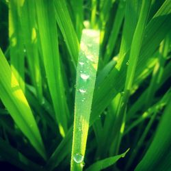 Close-up of water drops on leaf