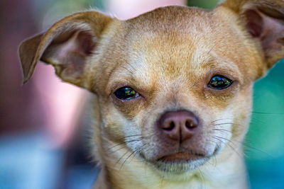 Close-up portrait of puppy