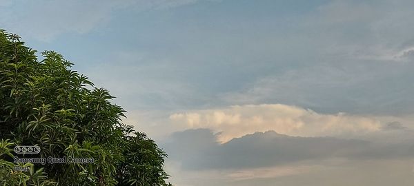 Low angle view of trees against sky