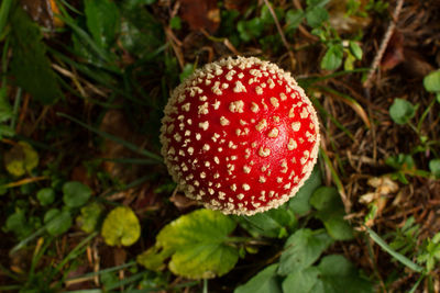 Close-up of fly agaric mushroom on field