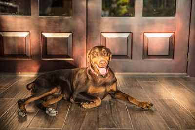 Dog lying on floor at home