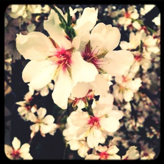 flower, freshness, fragility, petal, transfer print, growth, flower head, beauty in nature, close-up, nature, auto post production filter, blossom, focus on foreground, blooming, in bloom, white color, cherry blossom, stamen, pink color, pollen