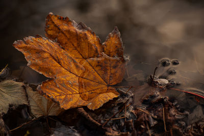 Close-up of dry leaf