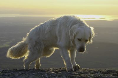 Full length of a dog on land