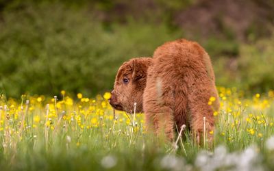 View of an animal on field