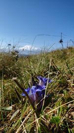 Close-up of purple crocus flowers on field