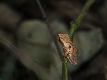 Close-up of lizard