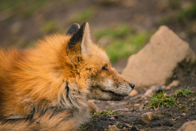 Close-up of a dog looking away