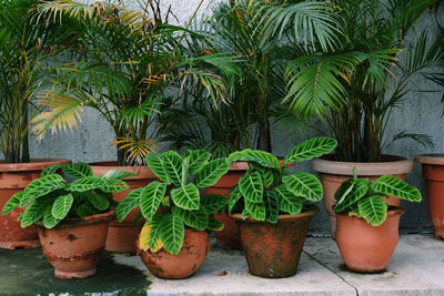 Plants growing in a row