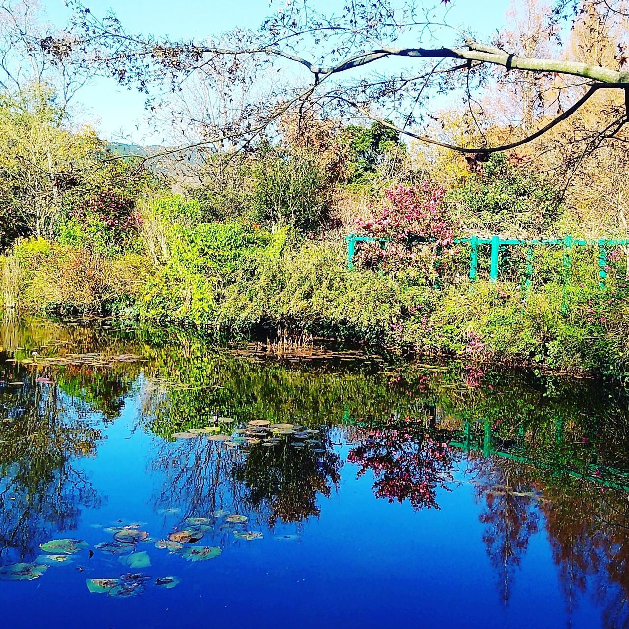 water, plant, tree, reflection, lake, tranquility, nature, beauty in nature, tranquil scene, growth, scenics - nature, day, no people, waterfront, sky, idyllic, blue, non-urban scene, forest, outdoors