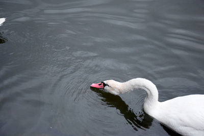 High angle view of swan swimming in lake