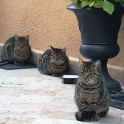 Cat relaxing on tiled floor