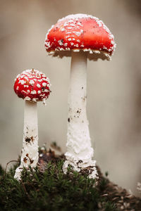 Close-up of fly agaric mushroom