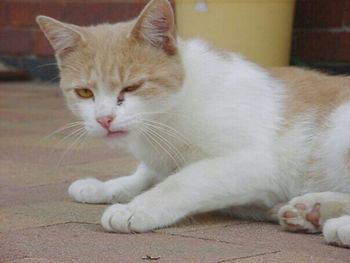 Cat lying on bed