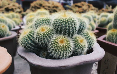 Close-up of potted plant