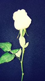 Close-up of white flower