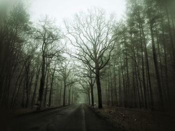 Road passing through forest