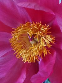 Close-up of pink flower