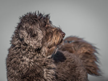 Close-up of a dog over white background