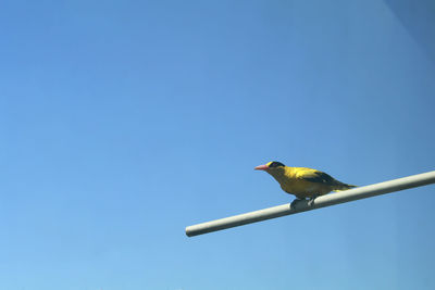 Low angle view of bird perching on blue sky