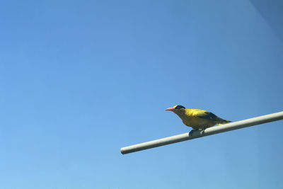 Low angle view of bird perching on blue sky