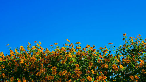 Low angle view of yellow flowers blooming against clear blue sky