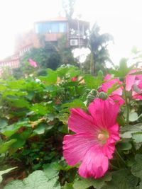 Close-up of pink flowers blooming outdoors