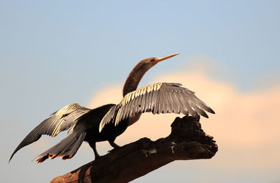 Anhinga bird with wings extended against a pale blue sky. 