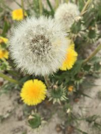 Close-up of dandelion flower