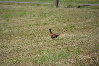Bird on field