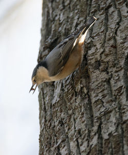 Close-up of bird perching on tree trunk