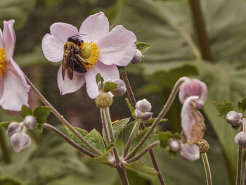 Close-up of bee on flower