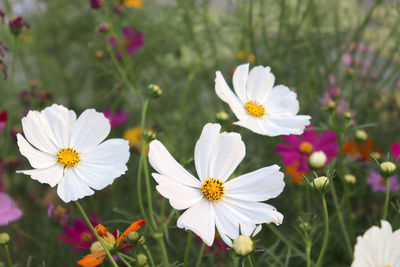 Close-up of white cosmos flowers on field