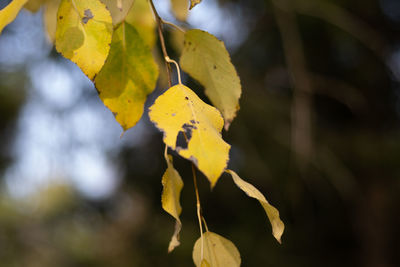 Close-up of yellow leaves on plant