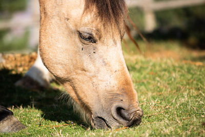 Close-up of a horse on field