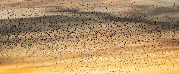 Full frame shot of birds flying