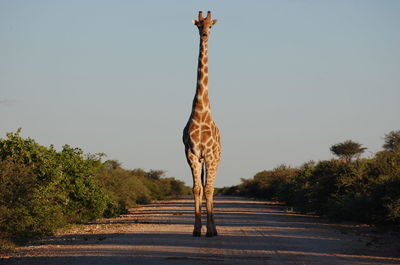 Giraffe standing on dirt road against clear sky