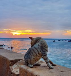 Cat looking at sea against sky during sunset