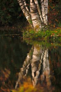 Reflection of trees in lake