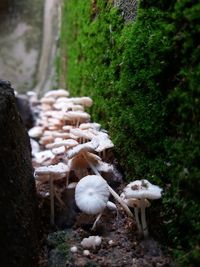 Close-up of mushrooms on field